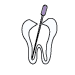 Root Canals@0.5x